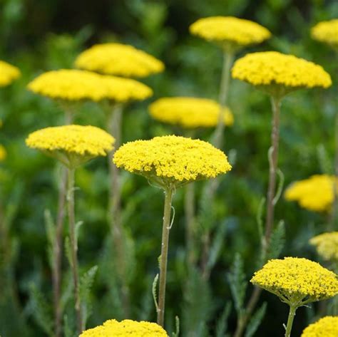 Mixed Yarrow Seeds, Achillea Millefolium Seeds, Flower Seeds#158 ...