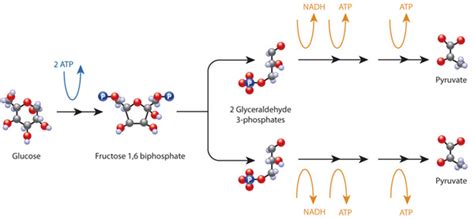 Cell Metabolism | Learn Science at Scitable