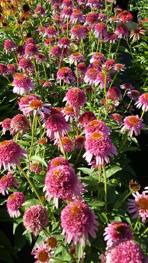 'Butterfly Kisses' Coneflower | Partial shade perennials, Full sun ...