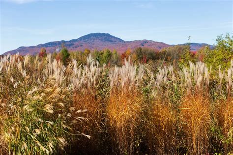 12 Ornamental Grasses That Steal the Show in Fall