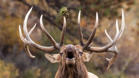 Ultimate Elk Bugling, Autumn in Rocky Mountain National Park