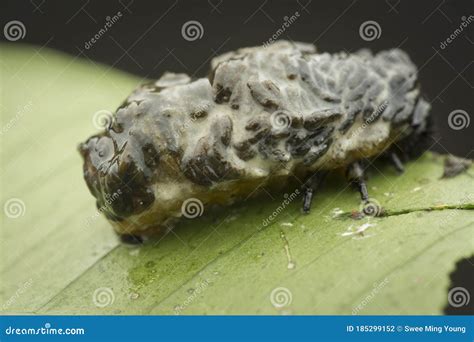 Close Up Shots of the Life Cycles of Leaf Beetle Stock Photo - Image of ...