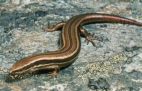 Northern grass skink: Reptiles & frogs