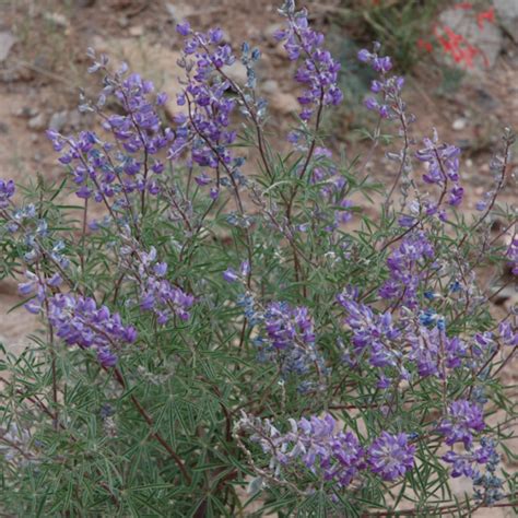 Silvery Lupine, Lupinus argentius - Great Basin Seeds