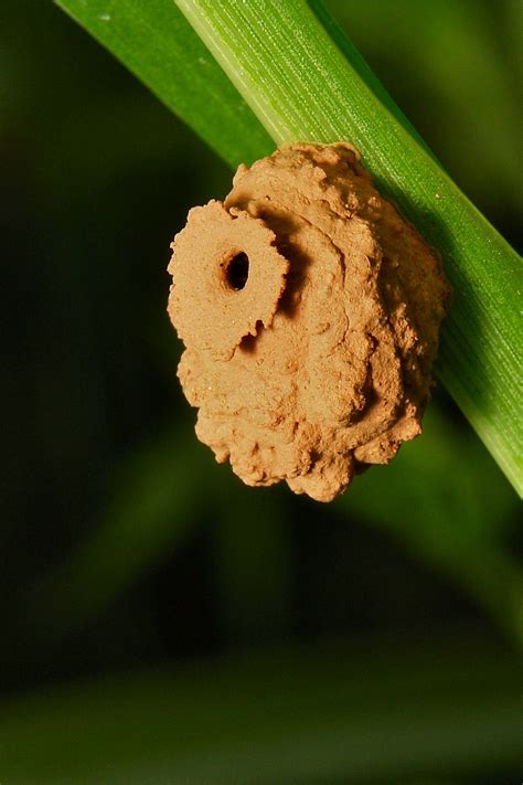 Potter Wasp Nest | Wasp, Wasp nest, Nest