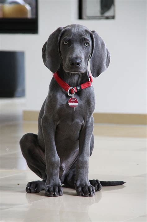 Weimaraner Info, Temperament, Puppies, Pictures