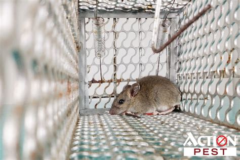 Mice Removal - Call An Exterminator - Action Pest Control Services