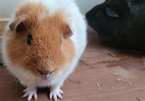 Adopt a Guinea Pig – Animal Rescue and Care