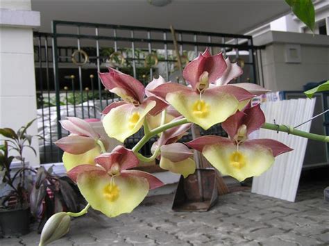 Catasetum hybrid (CTS12)