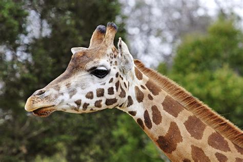 Giraffes Could Soon Be An Endangered Species – Sick Chirpse