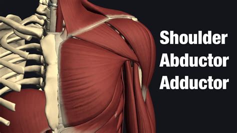 Shoulder abduction and adduction muscles - YouTube