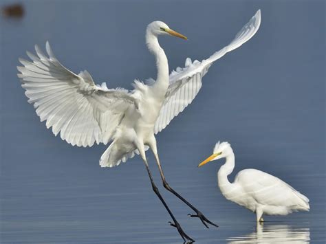 Little Egret Bird Facts (Egretta garzetta) | Bird Fact