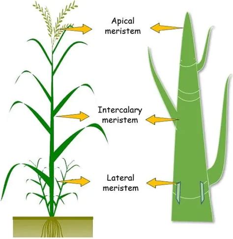 Meristematic Tissue In Plants Diagram