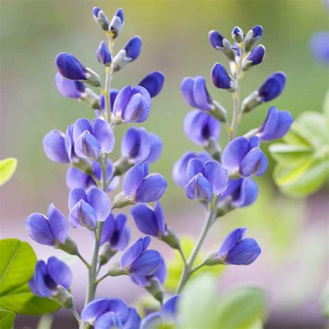 Blue Wild Indigo Flower Seeds Grow Beautiful Flowers Indoors, Outdoors ...