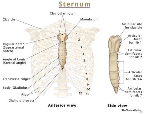 Sternum (Breastbone) – Anatomy, Location, & Labeled Diagram