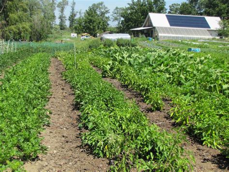 No Till, Permanent Beds for Organic Vegetables - Cornell Small Farms