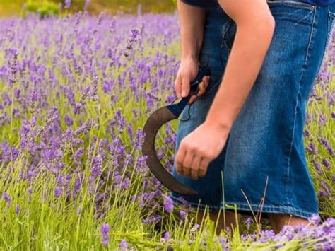 How To Harvest Lavender And 5 Ways To Use It