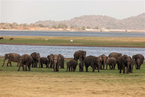 The Elephant Gathering: Minneriya National Park - Travelogues from ...