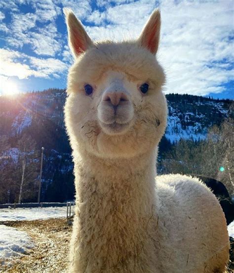 Pin by Gloria Crane on Llamas | Cute animals, Cute baby animals, Cute ...