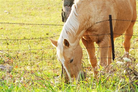 Best Wire Fencing for Horses (Types, Benefits, Tips, etc.)