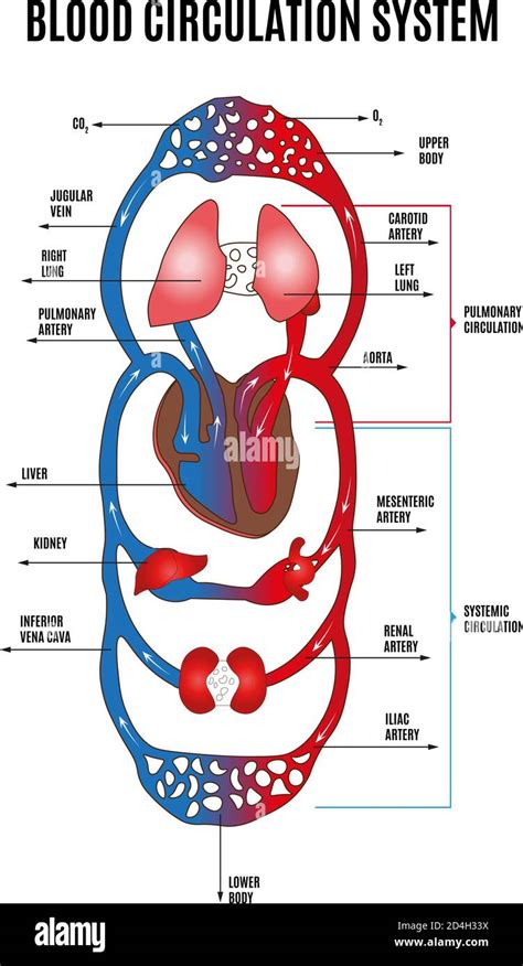 Human circulatory system. Diagram of circulatory system with main parts ...