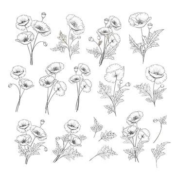 Poppy Flower Outline Drawing | Best Flower Site