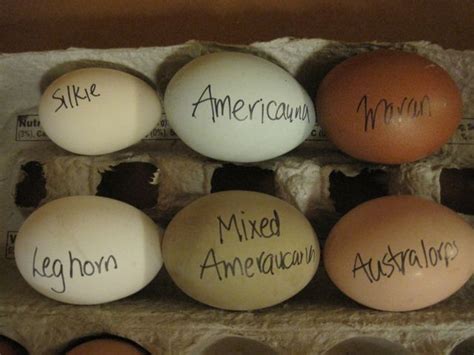 Heritage breed chickens and respective egg colors. | Farm ... | Silkie ...