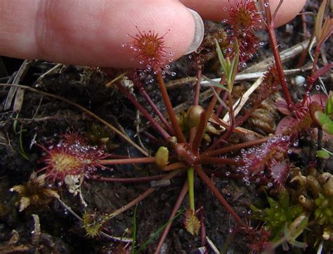 Sundew plant - Protecting the New Jersey Pinelands and Pine Barrens ...