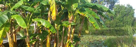 Tropical Fruit for Central Florida - UF/IFAS Extension Lake County