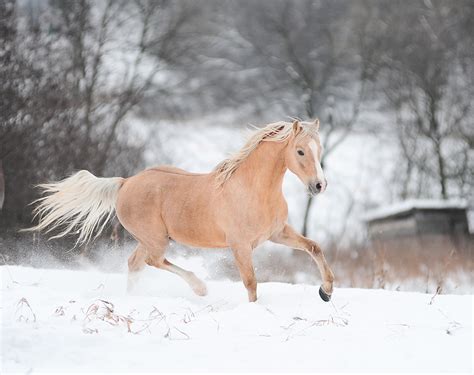 Wallpaper Horses Running Snow animal