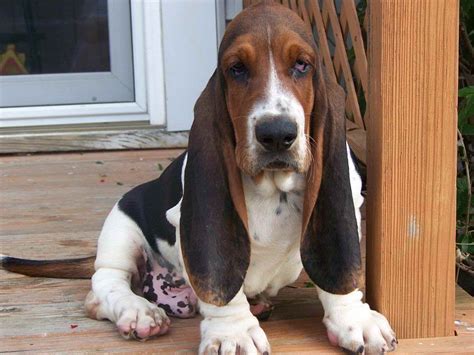 Baby Basset Hound Puppies For Sale In Ohio | PETSIDI