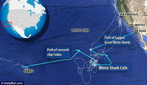 Great White Shark Migration Map