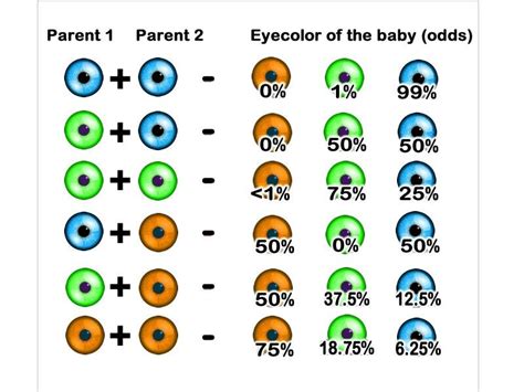 pin on middle school science - human hair color genetics chart google ...