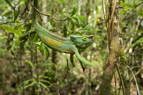 7 Colorful Facts About Chameleons