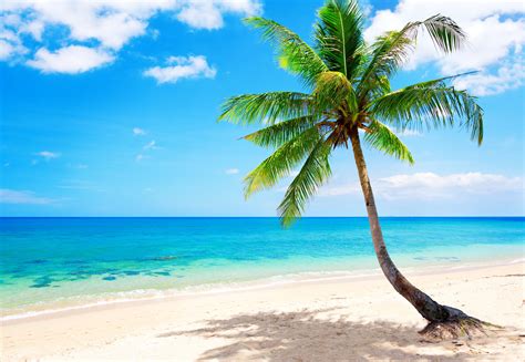 Tropical Beach Wallpapers | Palm Tree on Sandy Beach