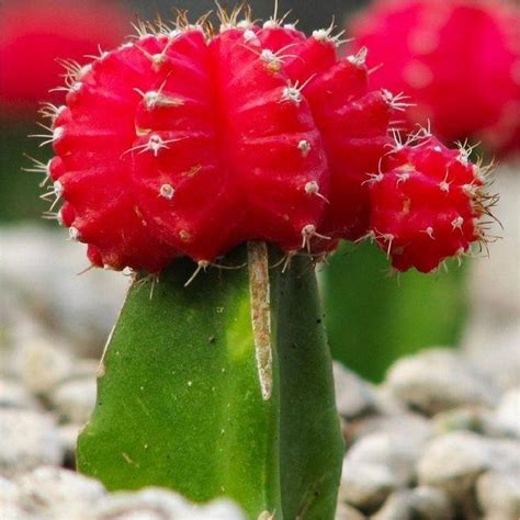 Red Moon Cactus - Garden Plants | Cactus flower, Cacti and succulents ...