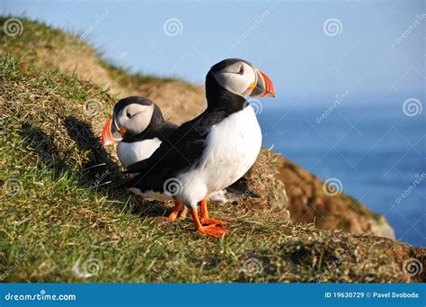 Puffins, Iceland stock image. Image of bird, outdoor - 19630729