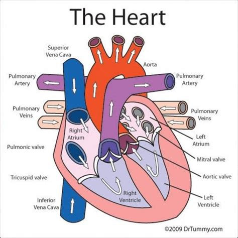 Simple Heart Diagram With Labels - trains times