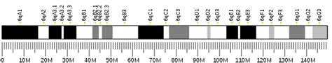 Enolase 2 - Wikipedia