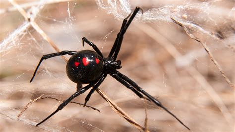 Signs of a Black Widow Infestation: Pointe Pest Control Pointe Pest Control