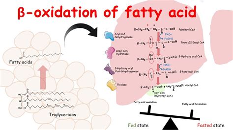 Fatty Acid Oxidation Pathway