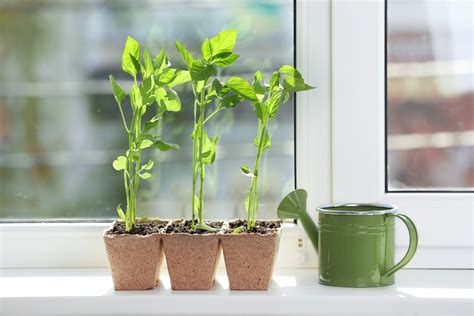 Growing Bell Peppers Indoors » All the Top Tips