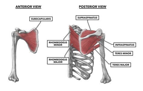 Rotator Cuff Muscles Anatomy