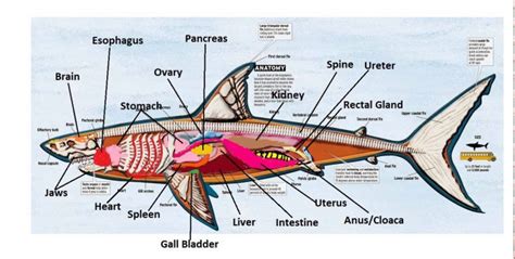 Shark Internal Anatomy - Part 1 | White Shark Projects