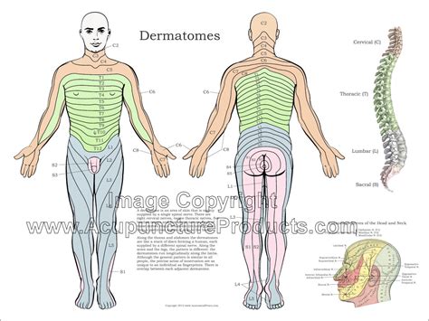 Dermatomes Anatomical Chart