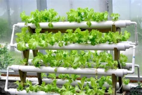 Ebb and Flow Hydroponic System (Flood and Drain)