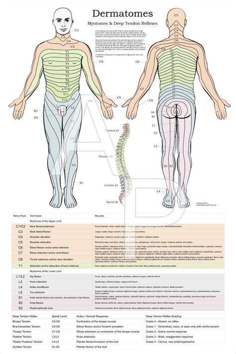 Dermatomes, Myotomes DTR Nerve Chiropractic Poster Wall Chart 24" X 36"