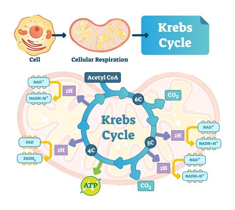 Citric Acid Is In Your Body, Food, Skincare, and Medicine - Facty Health