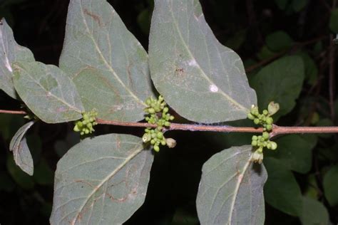 Symphoricarpos orbiculatus (red snowberry): Go Botany