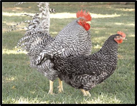 Local Chicken Breeds of Africa: Their Description, Uses and ...